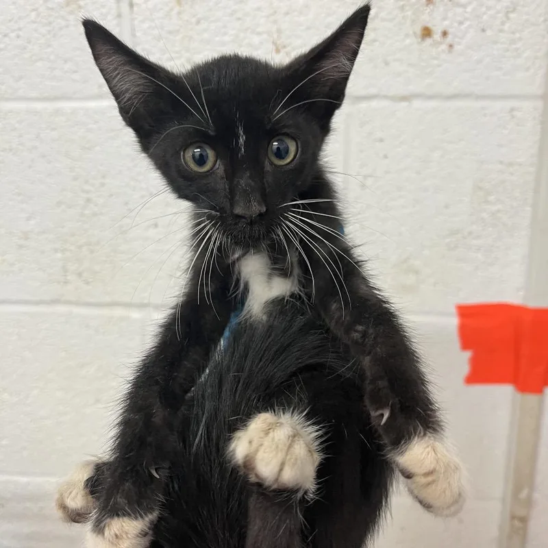 A baby small-sized male Black Domestic Short Hair cat named Igor for adoption in Edinburg, TX