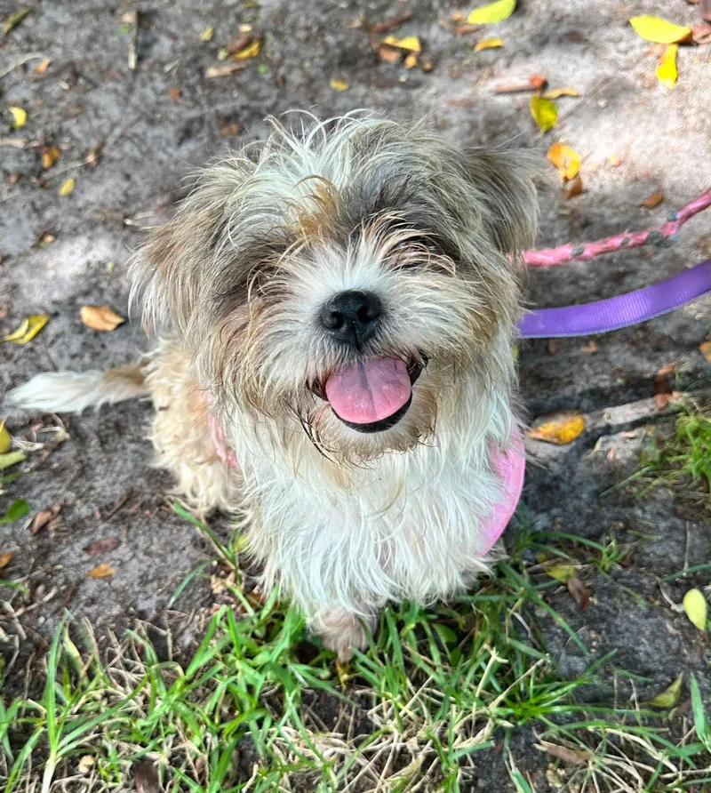 An adult small-sized female Silky Terrier dog named Beauty for adoption in Margate, FL