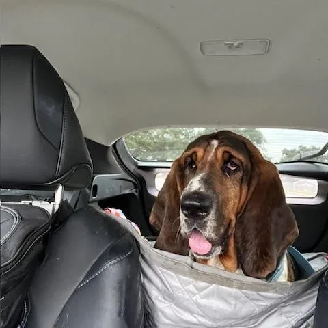 A young medium-sized female Basset Hound dog named Pepper for adoption in Auburndale, FL