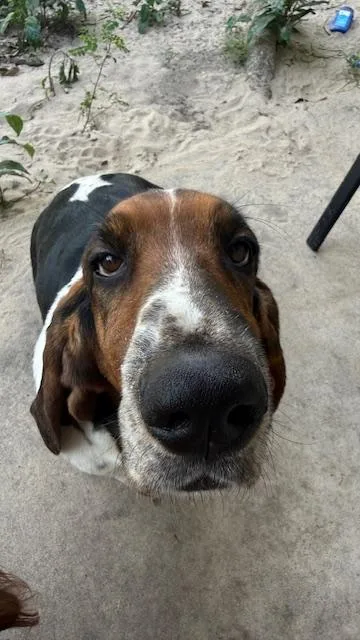 Pepper thumbnail 2