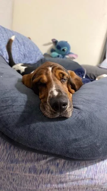 Pepper thumbnail 3