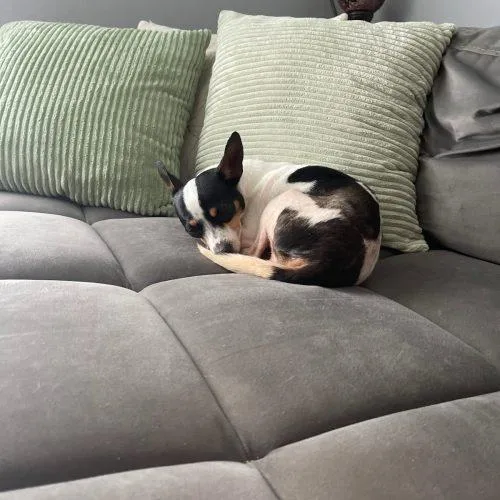 A young small-sized female Yellow / Tan / Blond / Fawn Jack Russell Terrier dog named Coco for adoption in Fort Lauderdale, FL