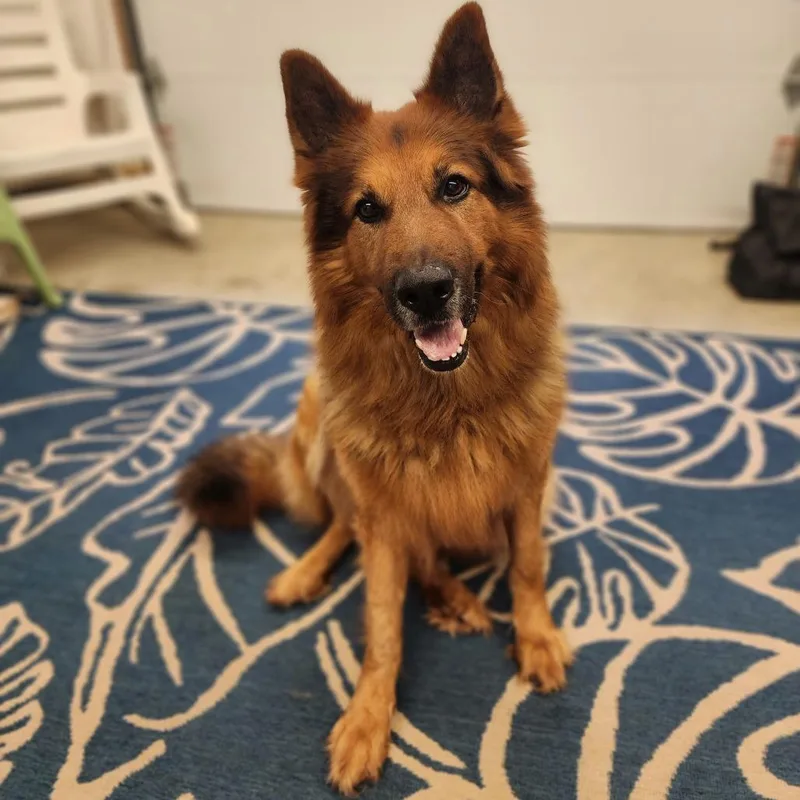 An adult large-sized male Black German Shepherd Dog dog named Grizzly for adoption in Alexandria, VA