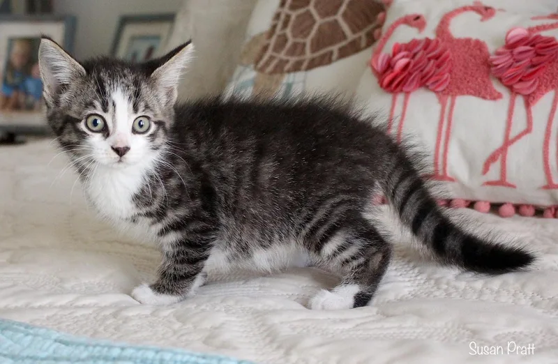 A baby medium-sized female Tabby (Gray / Blue / Silver) Domestic Short Hair cat named Ginny for adoption in Bedford, VA