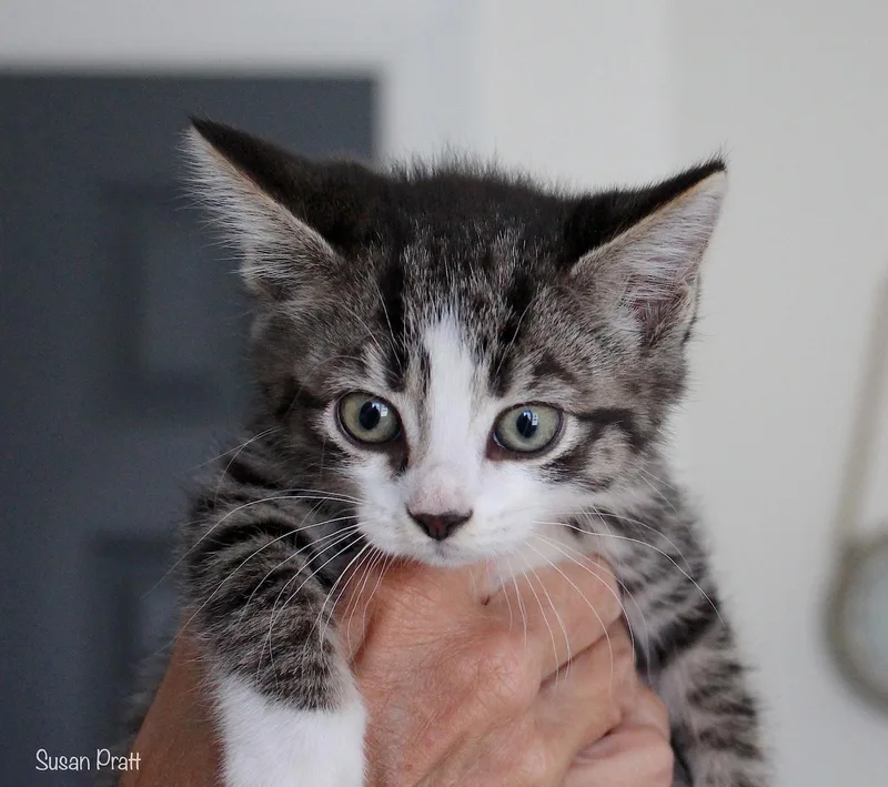 Ginny thumbnail 3