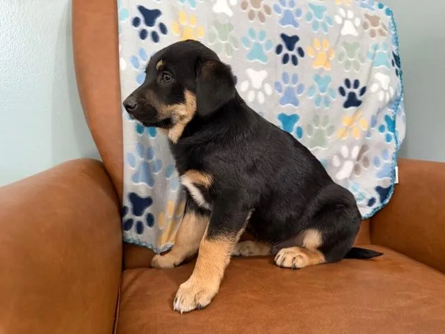 Colin Bridgerton thumbnail 2