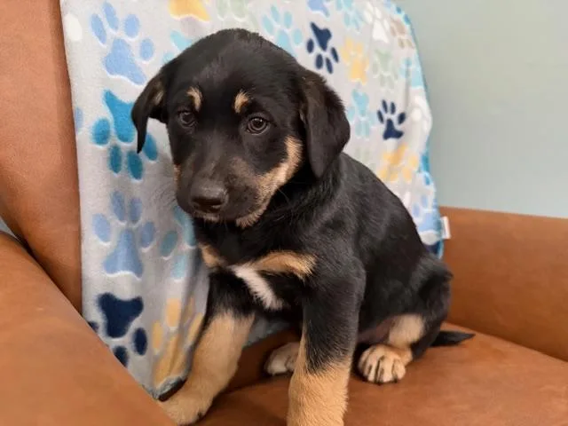 Colin Bridgerton thumbnail 3