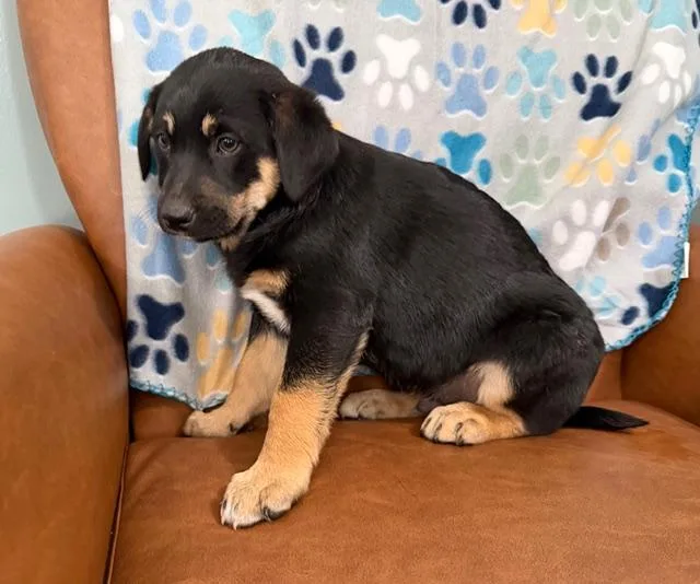 Colin Bridgerton thumbnail 4