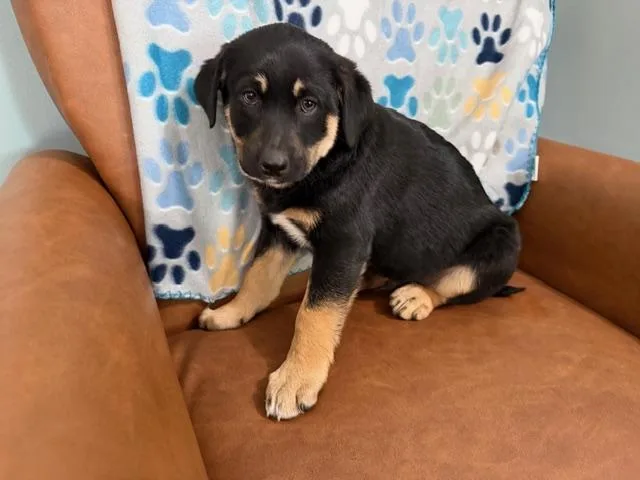 Colin Bridgerton thumbnail 5