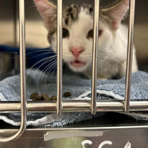 A baby small-sized male White Domestic Short Hair cat named Tim Burr for adoption in Burlington, IA