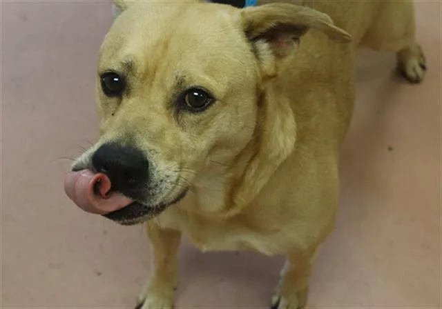 A young medium-sized male Mixed Breed dog named Zion for adoption in Columbia, SC