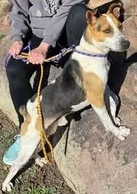 A young medium-sized male Australian Cattle Dog / Blue Heeler dog named Ace for adoption in Chino valley, AZ
