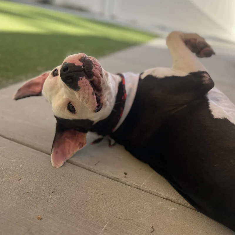 Rascal Smart And Brave thumbnail 6