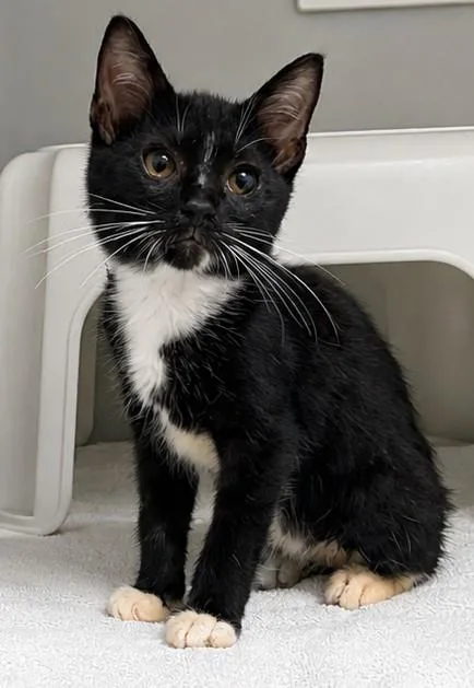 A baby small-sized male Domestic Short Hair cat named Mork for adoption in Statesville, NC