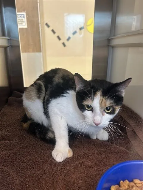 A young small-sized female Domestic Short Hair cat named Carrie for adoption in Pearland, TX