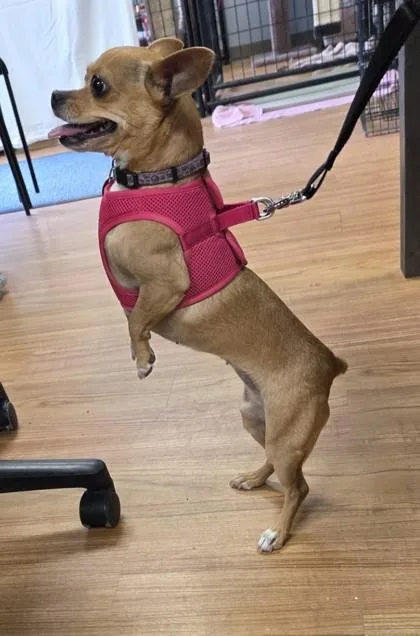 An adult small-sized female Chihuahua dog named Fifi for adoption in Hillsboro, OR