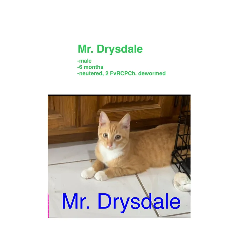 Mr. Drysdale