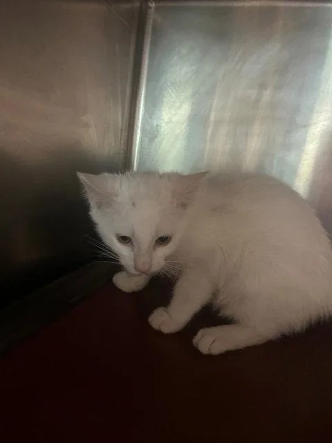A baby medium-sized male White Domestic Short Hair cat named Glacier for adoption in Herndon, VA