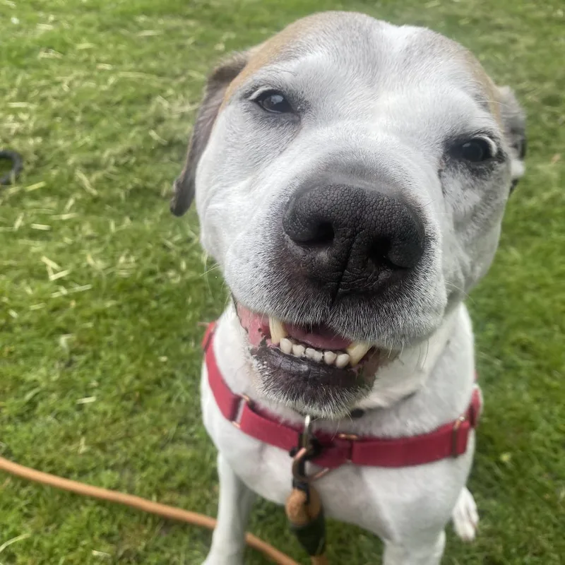 A senior medium-sized male White / Cream Mixed Breed dog named Senor for adoption in Oshkosh, WI