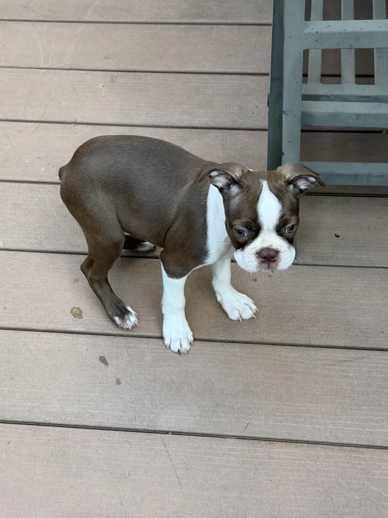 A baby small-sized male Boston Terrier dog named Will for adoption in Havertown, PA