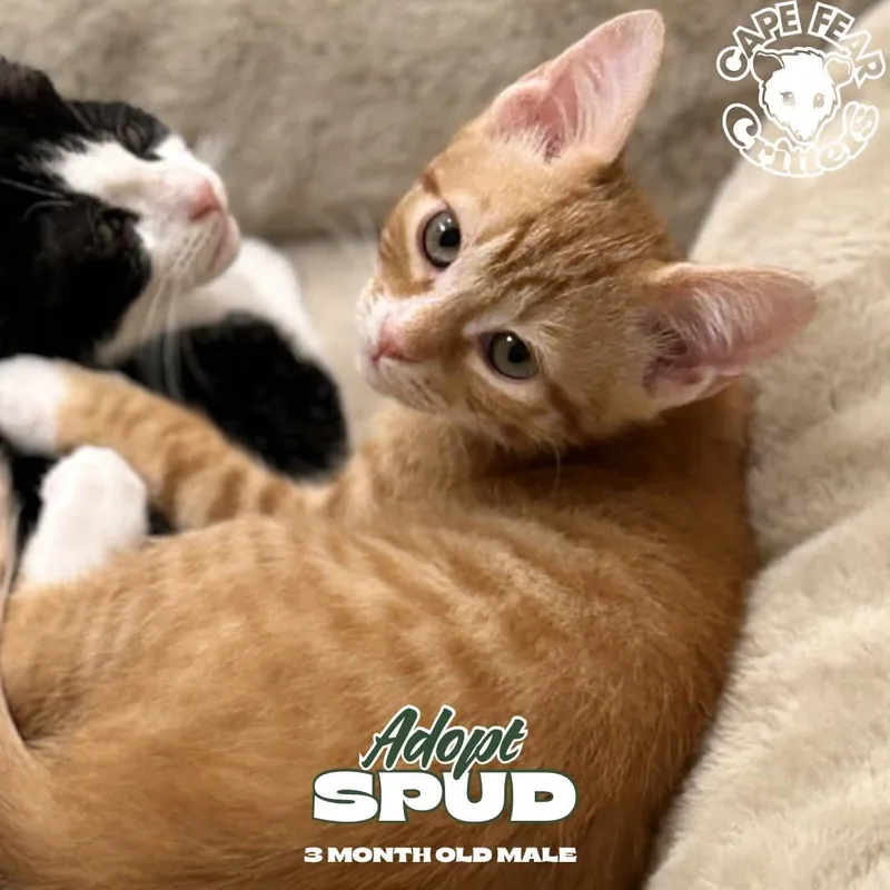 A young small-sized male Orange & White Domestic Short Hair cat named Spud for adoption in Wilmington, NC