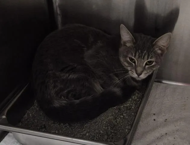 A young small-sized female Domestic Short Hair cat named Vienna for adoption in Decatur, IL