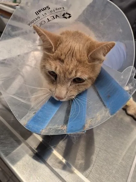 An adult medium-sized male Domestic Short Hair cat named Sx Suite Boston for adoption in Lawrenceville, GA