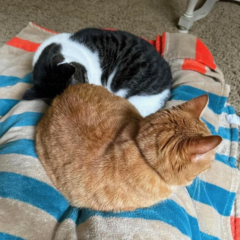 An adult extra large-sized male Tabby (Brown / Chocolate) Domestic Short Hair cat named Ralphie & Buddy for adoption in Lone rock, WI