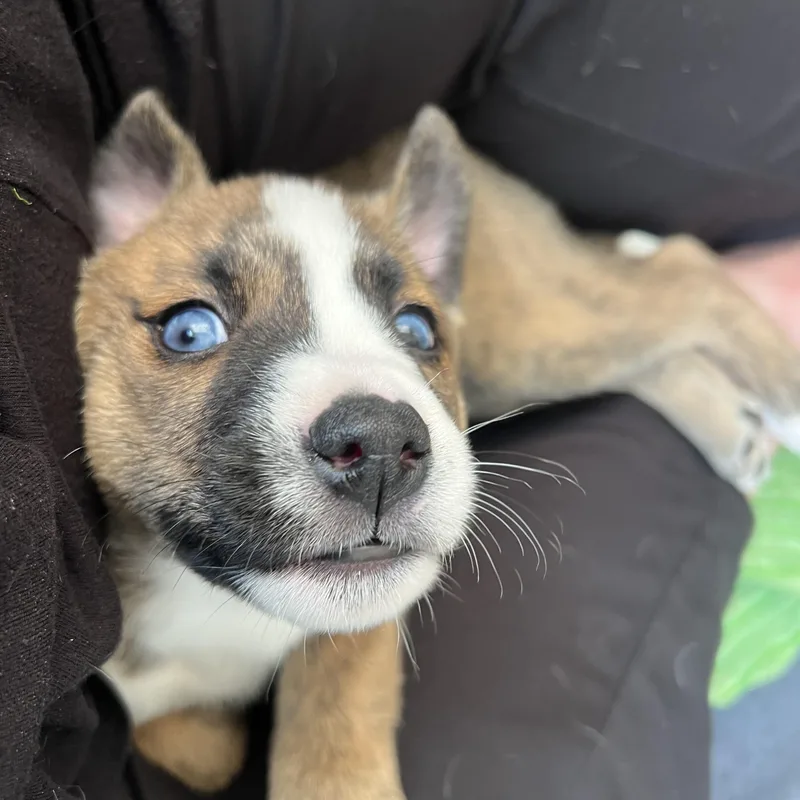 A baby medium-sized female Aussiedoodle dog named Ivy for adoption in Cordova, TN