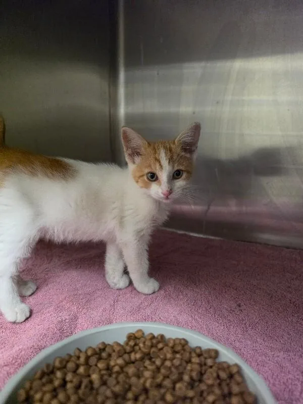A young medium-sized male Tabby cat named Henry for adoption in Bluffton, IN