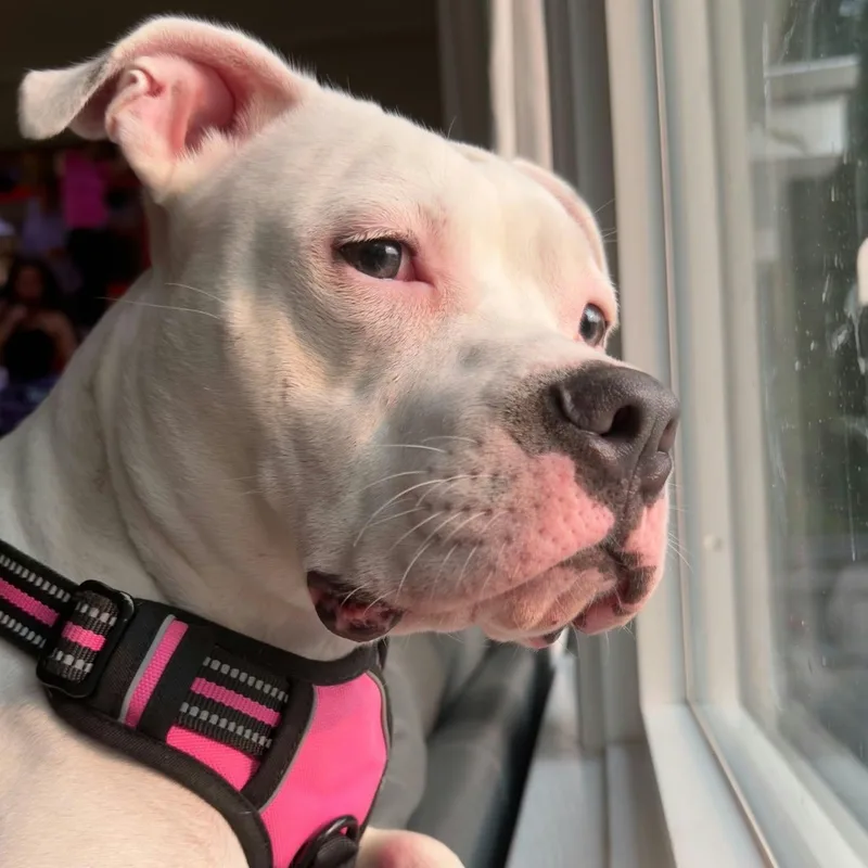 Maggie thumbnail 3