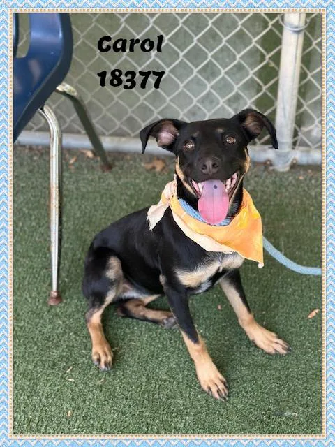 A baby medium-sized female Black Terrier dog named Carol for adoption in Marietta, GA