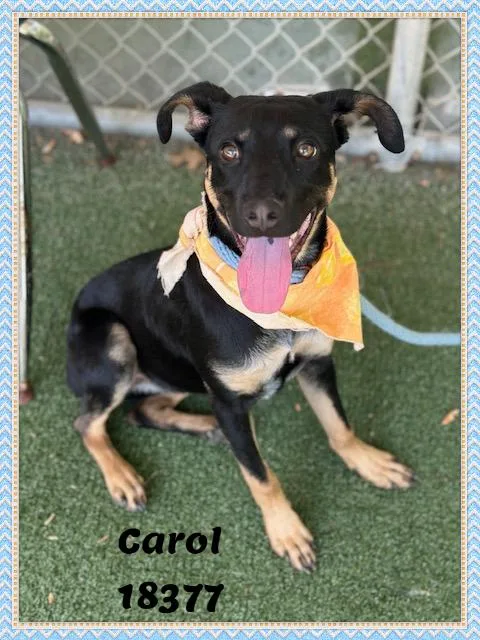 Carol thumbnail 3