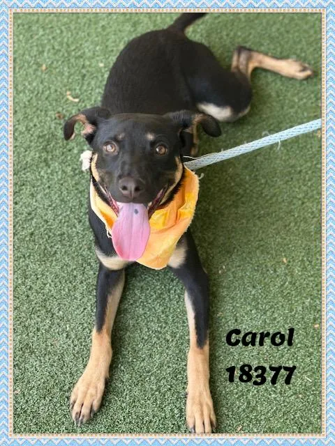 Carol thumbnail 4