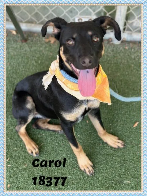 Carol thumbnail 5