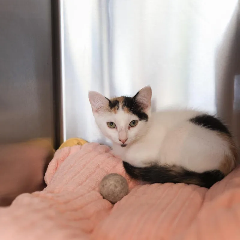 A young small-sized female Calico Domestic Short Hair cat named April for adoption in Los Angeles, CA