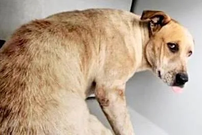 An adult medium-sized male Staffordshire Bull Terrier dog named A for adoption in Houston, TX