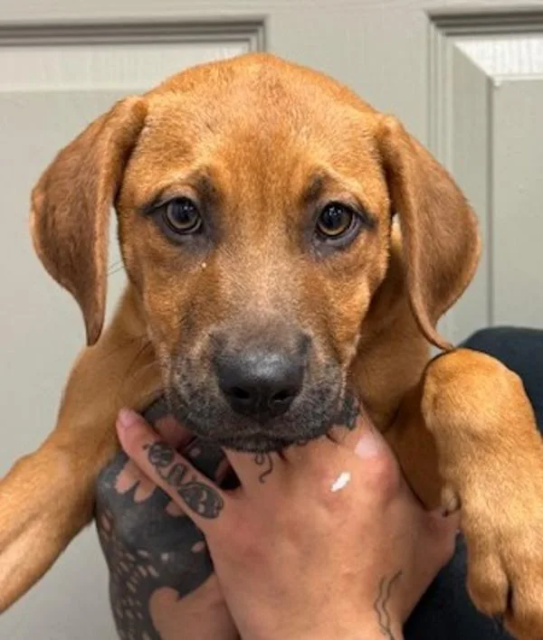 A baby large-sized female Black Mouth Cur dog named Miriam for adoption in Littleton, CO