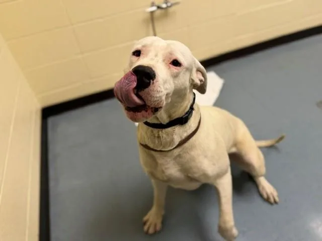 An adult extra large-sized male Dogo Argentino dog named Powdered Donut for adoption in Denver, CO