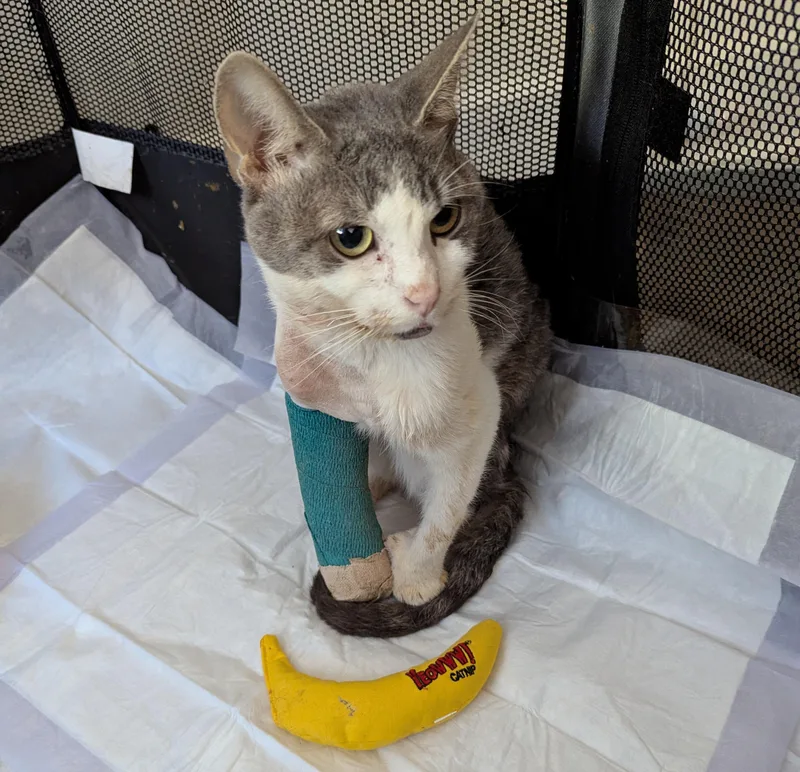 Miraculous Mercury thumbnail 2