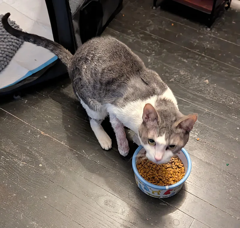 Miraculous Mercury thumbnail 3