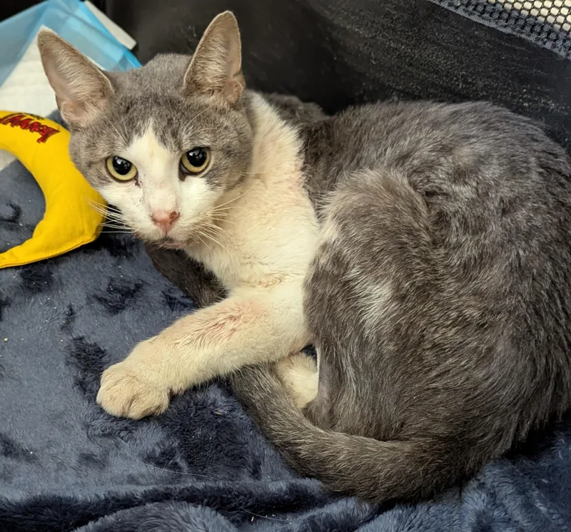 Miraculous Mercury thumbnail 4