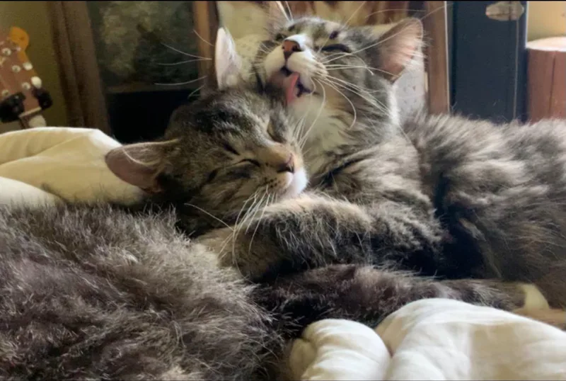 Pip & Taz