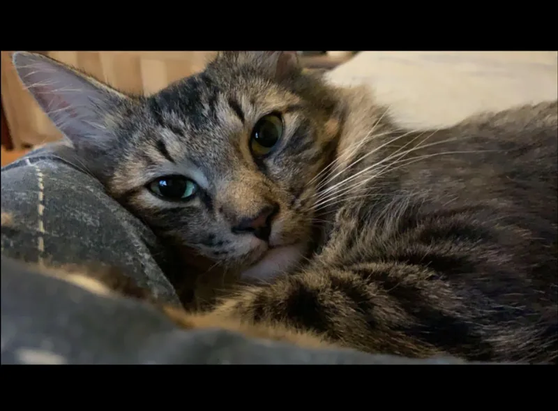 Pip & Taz thumbnail 2