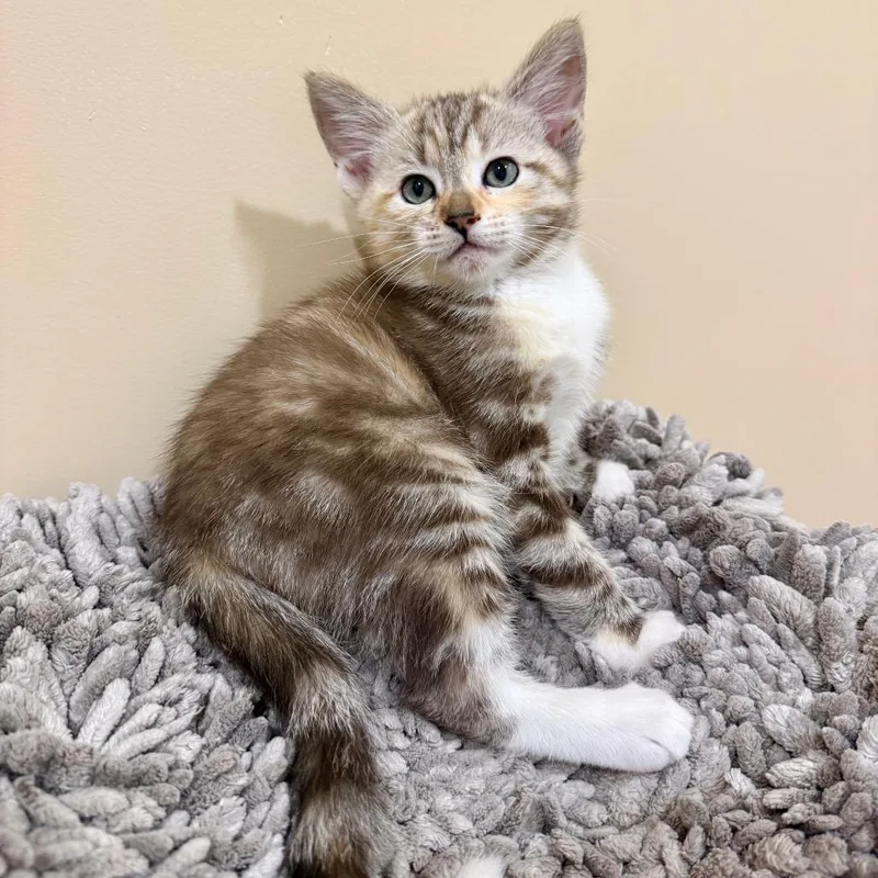 A baby small-sized female Buff / Tan / Fawn Domestic Medium Hair cat named Agave for adoption in Agoura Hills, CA