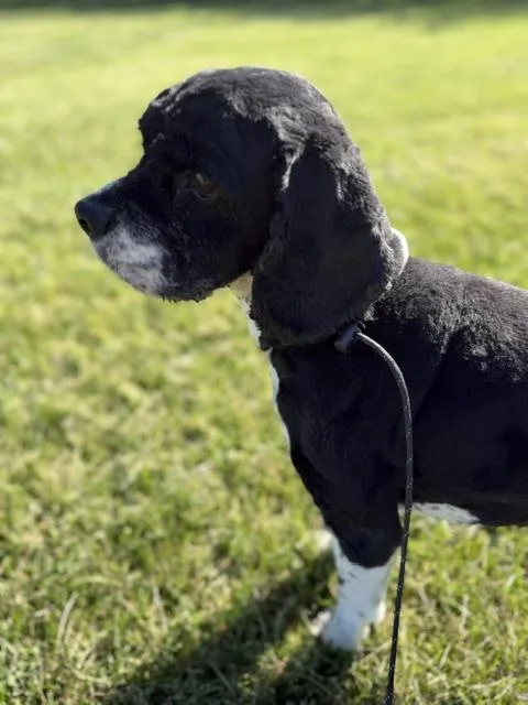 A senior small-sized male Black Cocker Spaniel dog named Richie for adoption in Bryan, OH