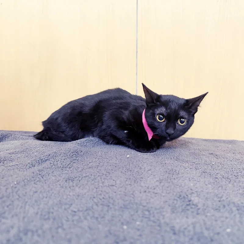 A young small-sized female Black Domestic Short Hair cat named Betty for adoption in Saint Louis, MO