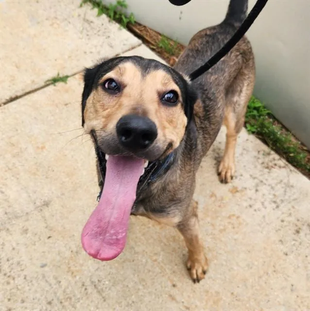 An adult medium-sized male German Shepherd Dog dog named Johnny for adoption in Huntsville, AL