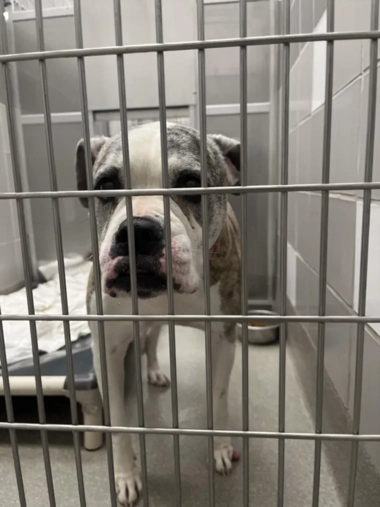 A senior large-sized female Pit Bull Terrier dog named Barda for adoption in Las Vegas, NV