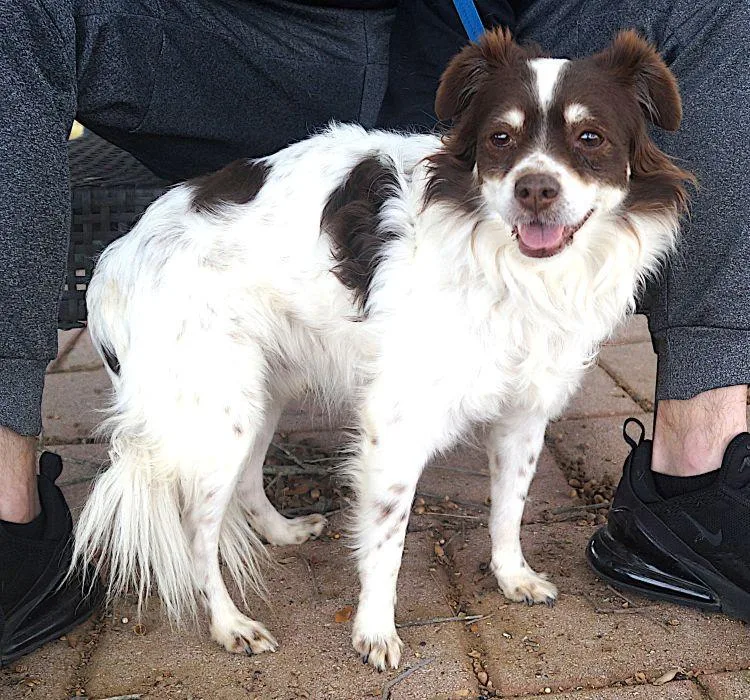 An adult small-sized male Brown / Chocolate Spaniel dog named Nicky for adoption in Carrollton, TX